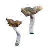Florida White (F+) Magic Mushrooms - Image 2