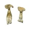 Leucistic Burma Magic Mushrooms - Image 2